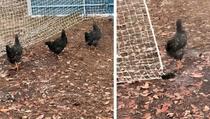Bizarno ponašanje kokoši šokiralo vlasnicu: Šta im se dovraga dogodilo?