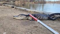 Aligator pronađen u jezeru parka u kojem ne bi trebao biti