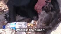 Video rasplakao mnoge: Pas danima čeka da izvuku njegovu vlasnicu iz ruševina u Turskoj