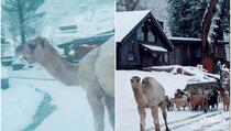 Šestomjesečna kamila prvi put u životu ugledala snijeg, evo šta je uradila
