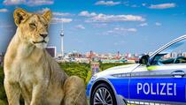 Panika u Berlinu: Primjećena ženka lava na gradskim ulicama