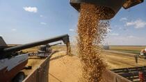 Prinosi pšenice za 40 odsto manji nego prošle godine