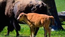 Posjetilac parka Yellowstone kažnjen jer je iz rijeke spasio tele bizona