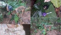 Četvero djece čudesno preživjelo u džungli dvije sedmice nakon pada aviona