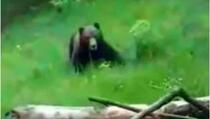 Prizren: Medvjed nasrnuo na čovjeka dok ga je snimao telefonom