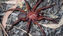 Novi "džinovski" pauk otkriven u Australiji