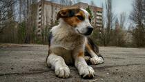 Psi koji žive u Černobilu genetski se razlikuju od ostalih