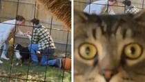 Viralan video: Par pokušao snimiti svoju prosidbu, njihov mačak imao druge planove