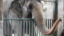 Na Filipinima uginula "najtužnija slonica na svijetu"
