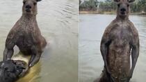 Nevjerovatna situacija: Kengur pokušao utopiti psa pa se potukao s njegovim vlasnikom