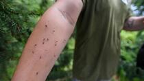 WHO: Komarci koji šire denga groznicu uskoro će postati endemični u Evropi