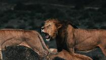 Životinje se plaše ljudskog glasa više nego lavova