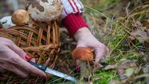 Od sakupljača do milionera: Upoznajte pet najskupljih jestivih gljiva na svijetu