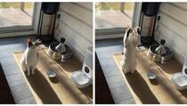 Video je hit: Mačka svako jutro na poseban način pozdravlja vlasnicu