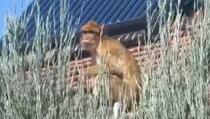 Majmun snimljen dok šeta po krovovima beogradskog naselja