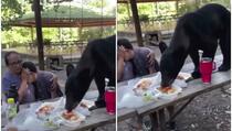 Majka pametno reagovala: Medvjed prekinuo porodični izlet i pojeo hranu sa stola