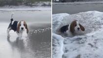Reakcija šteneta kad prvi put vidi more popravit će vam dan