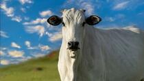 Ova krava je prodana za 4,8 miliona dolara, evo po čemu je posebna