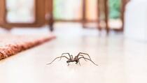 Prirodnim sredstvom riješite se paukova u kući