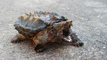 U Engleskoj pronađena opasna kornjača čudnog izgleda koja može lako pregristi kost