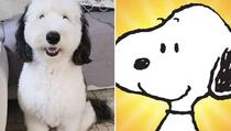 Simpatičnog psa porede sa Snoopyjem, proslavio se na društvenim mrežama