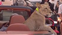 Tajland: Muškarac u Bentleyju ulicama grada vozio lava, vlasnica uhapšena