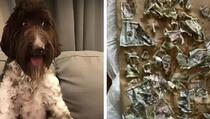 Pas pojeo 4.000 dolara koje je našao u kuhinji, vlasnici ih pokušali zalijepiti