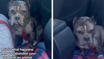 Napušteni pas odbija izaći iz auta nakon izleta, razlog bi vas mogao rasplakati