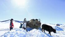Mongolija preživljava najtežu zimu u 50 godina, umrlo gotovo pet miliona životinja