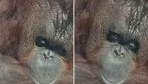 Snimak orangutana iz zoološkog vrta slama srca: "On ne pripada zatvoru za životinje"