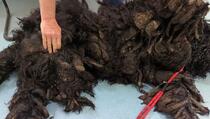 Veterinari nisu mogli vjerovati da se ispod hrpe prljave dlake nalazi presladak pas