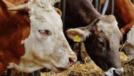 Prvi projekat genetske modifikacije krava na Balkanu biće sproveden na Kosovu
