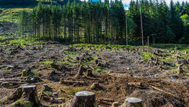 Više od 100 svjetskih čelnika za okončanje krčenja šuma do 2030.