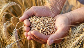 Iz Srbije 2021. uvezeno 125,507 tona žitarica, godišnja potreba oko 400,000 tona pšenice