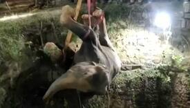 Desilo su u Indiji: Slon upao u seoski bunar, dizalicom ga spašavali