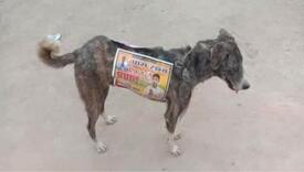 Političari koriste pse lutalice kao hodajuće reklame