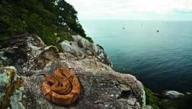 Jezivi otok zmija: Na njemu živi vrsta čiji otrov otapa ljudsko meso