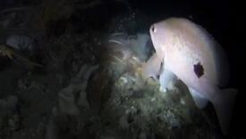 Biolozi vidjeli ribu koja perajama može hodati po dnu mora