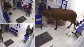 Krava upala u bolnicu i napala ženu!