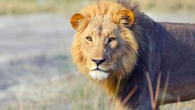 Gorila i lavovi zaraženi koronavirusom: “Imaju blage simptome”