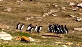 O čemu li pričaju ove dvije grupe pingvina?