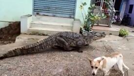 Ogromni krokodil prošetao selom i prestravio ljude