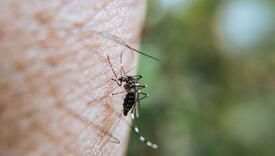 Kako ublažiti ubod komarca prirodnim putem