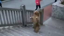 Mnogi ljudi mu zavide na držanju: Pogledajte kako se pas popeo uz stepenice