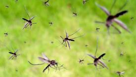Počelo je: Genetski modificirani komarci pušteni u prirodu