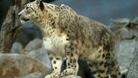 Tri snježna leoparda umrla od COVID-19, zoološki vrt ne zna kako su se zarazili