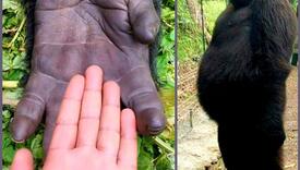 Slavna gorila koja je oduševila svijet, preminula u zagrljaju svog čuvara