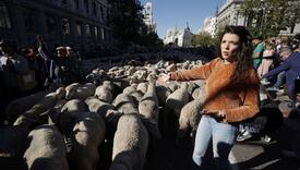 Više od 1.000 ovaca i koza u tradicionalnoj "šetnji" Madridom