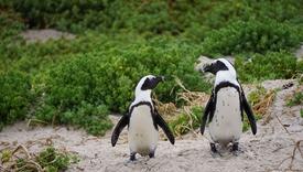 Pčele pobile pingvine u Južnoj Africi