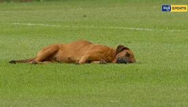 Pas zaspao na terenu, utakmica nije mogla biti nastavljena dok se nije probudio